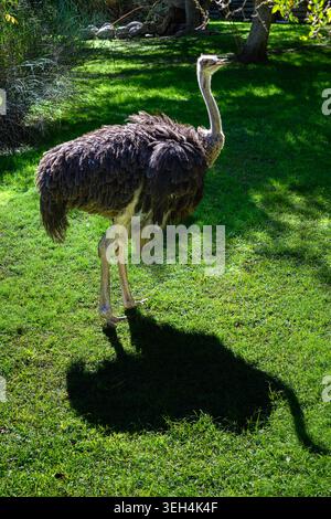 Lo struzzo sorge su una lussureggiante erba verde. L'ombra si estende lungo lungo il vivace prato. È rivolto a destra, attento e calmo. La luce solare filtra attraverso la vicina tre Foto Stock