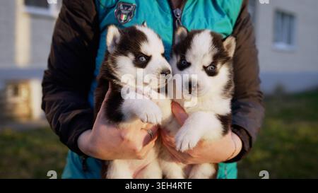 Cuccioli Husky a portata di mano. Due cuccioli di husky tra le mie braccia. Una donna tiene in mano due meravigliosi cuccioli di husky di razza pura. Primo piano ritratto di piccola buccia Foto Stock