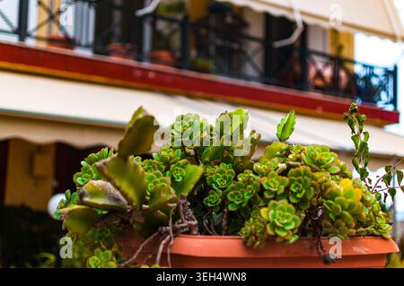 Succulente verdeggiante in una pentola sullo sfondo sfocato della facciata di un tradizionale edificio greco con balconi Foto Stock