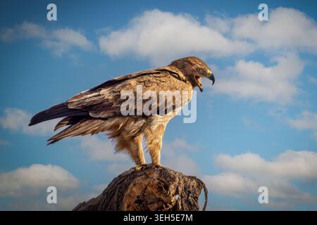 Aquila Tawny sul persico nel Serengeti, Tanzania. Foto Stock