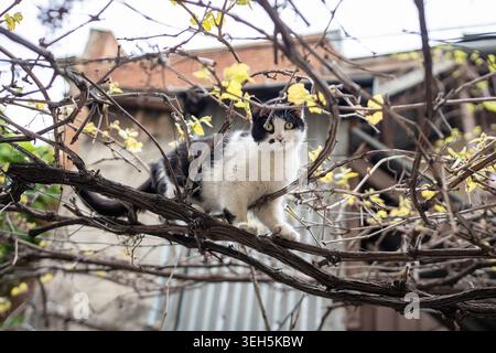 Curioso gatto randagio bianco e nero seduto sul ramo di uva nel cortile di casa guarda la macchina fotografica. Foto Stock