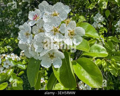 Primo piano di fiori di pere bianche ricoperti di gocce d'acqua dolce dopo la pioggia. Le delicate fioriture primaverili e le foglie verdi vibranti creano un ambiente naturale Foto Stock