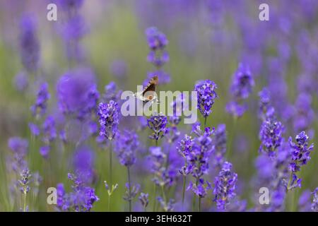 Vista di un falco colibrì che si libra su vibranti fiori di lavanda viola in un campo in fiore a Wittenheim, Grand Est, Francia. Foto Stock