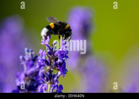 Vista di un bumblebee che raccoglie nettare dai fiori viola di lavanda in un giardino sotto la luce del sole a Wittenheim, Grand Est, Francia. Foto Stock