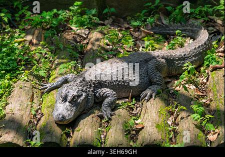 Alligatore appoggiato su un tronco ricoperto di muschio verde e fogliame vivace Foto Stock