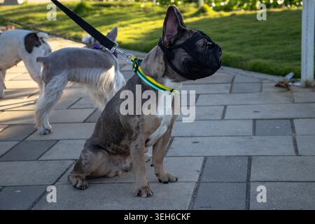 Bulldog francese seduto al guinzaglio all'aperto mentre indossa una maschera protettiva in rete, con un altro cane sullo sfondo su un passaggio soleggiato lastricato. Foto Stock
