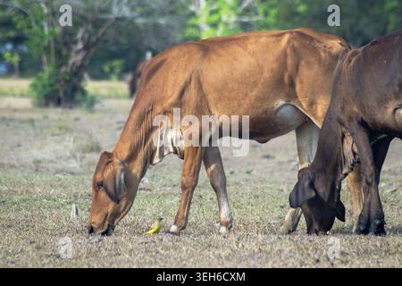 Mucche brune che pascolano pacificamente in un pascolo rurale asciutto, con luce naturale soffusa e alberi sfocati sullo sfondo. Una tranquilla scena di animali da fattoria nel cou Foto Stock