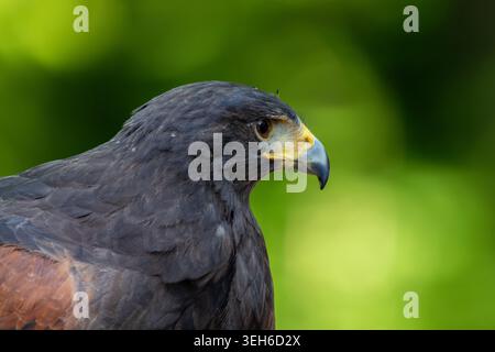 Vista di un falco di Harris di profilo con piumaggio scuro e becco acuto su uno sfondo verde sfocato della foresta a Selestat, Grand Est, Francia. Foto Stock