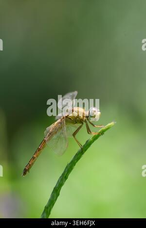 Una libellula dorata sorridente nella parte occidentale di Singapore. Foto Stock