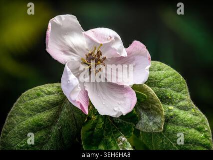 Un solitario fiore di cotogna che fiorisce su un ramo. L'immagine mette in risalto i delicati petali bianchi rosa, gli stami con punta dorata e i morbidi e leggeri petali Foto Stock