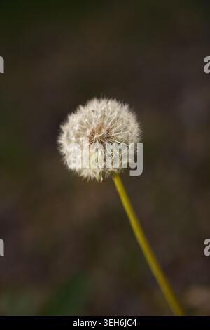 Primo piano di una testa di semi di un orologio a dente di leone che si disperde sul vento, simboleggiando i desideri e la crescita futura in una vivace scena all'aperto primaverile o estiva Foto Stock