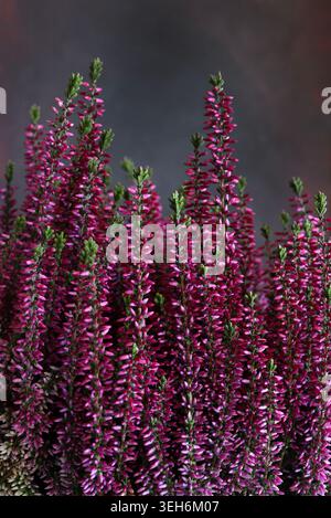 Primo piano dell'erica fiorente (Calluna vulgaris) con densa fioritura di fiori rosa e viola. Sfondo sfocato astratto. Foto Stock