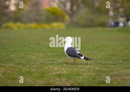 Un gabbiano con dorso nero minore (Larus fuscus) che cammina su un prato verde con luce soffusa e sfondo naturale sfocato. Foto Stock