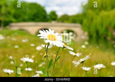 Margherita singola nel prato con ponte in pietra e alberi Foto Stock