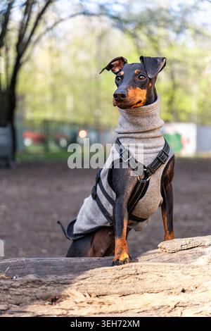 Un Toy Manchester Terrier ben curato, con un cappotto di cane in pile beige e un'imbracatura nera, si trova su un tronco di legno in un parco all'aperto. Foto Stock
