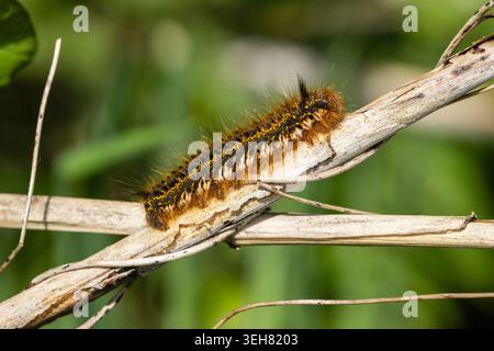 Bevitore Moth Caterpillar su un vecchio stelo di canna rotto Foto Stock