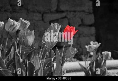 Colore selettivo - Tulipano rosso in un giardino adagiato contro una parete di roccia Foto Stock