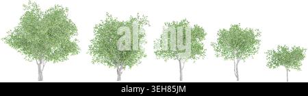 Serie di piante piane di Londra isolate su sfondo bianco. Piante ritagliate per la progettazione di giardini Illustrazione Vettoriale