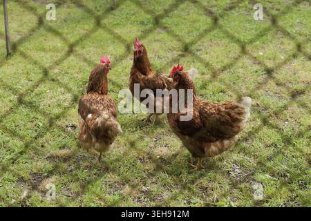 Gruppo di galline brune che picchiano ed esplorano l'erba verde all'interno di un recinto all'aperto, incorniciato da una recinzione a catena, che rappresenta l'allevamento all'aperto a Foto Stock