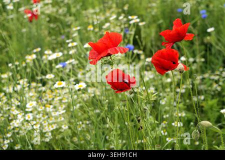 I papaveri comuni con vivaci petali rossi prosperano tra delicate margherite bianche e foglie verdi, creando uno splendido e vivace prato estivo Foto Stock