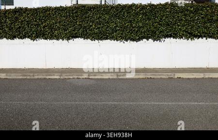 Recinzione della casa costituita da un muro di cemento prefabbricato bianco e da una siepe sopra. Marciapiede in cemento e asfalto davanti. Sfondo per lo spazio di copia Foto Stock
