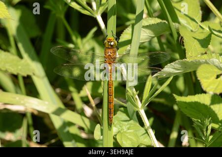 Norfolk Hawker Dragonfly a riposo in fitto fogliame Foto Stock