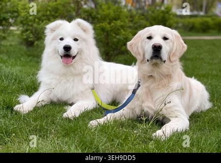 Cani Samoiati e Golden Retriever sono disposti fianco a fianco sull'erba verde nel parco cittadino, guardando avanti con guinzagli di colore giallo e blu. Foto Stock