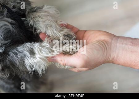 Fotografia orizzontale ravvicinata di mani maschili che tengono delicatamente le zampe di un piccolo cane, esprimendo cura, protezione e legame emotivo. Foto Stock