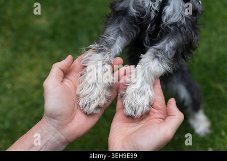Primo piano di mani maschili che tengono delicatamente le zampe dei cuccioli, esprimendo fiducia, amicizia, cura e connessione emotiva tra uomo e animale. Foto Stock