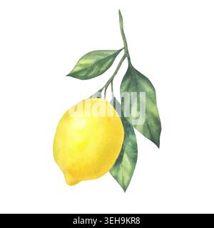 Acquerello giallo limone fresco con foglie verdi, intero. Illustrazione botanica dipinta a mano. Oggetto isolato su sfondo bianco. Per inviti, biglietti d'auguri, arredi per la cucina, tessuti per la casa. Foto Stock