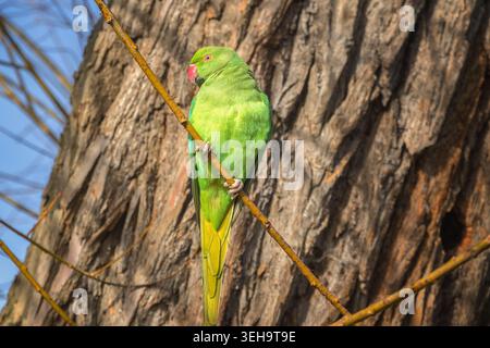 Un parrocchetto con anelli di rose (Psittacula krameri) a Richmond Park, Londra, Regno Unito Foto Stock