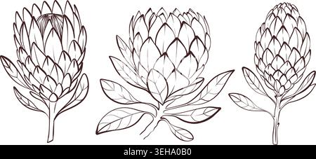 Banner con set illustrativo Protea, collezione vettoriale in bianco e nero, elementi floreali Illustrazione Vettoriale