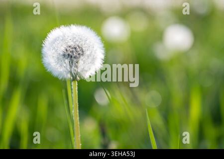 Una fioritura di dente di leone sbiadito si erge in un campo. L'erba verde circonda il fiore e il sole splende brillantemente sullo sfondo. Cattura questo momento Foto Stock