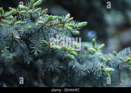 Una fotografia orizzontale ravvicinata che mostra la giovane crescita verde chiaro fresca sui rami di un abete rosso blu. I dettagli nitidi dell'ago del pino Foto Stock