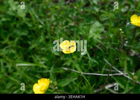 Raro tuffarsi a testa alta nel fiore di una tazza di farfalla. Sawfly (Athalia bicolor) salta alla testa nel polline Ranunculus. Foto Stock