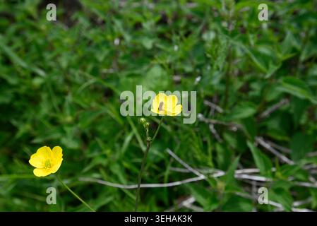 Raro tuffarsi a testa alta nel fiore di una tazza di farfalla. Sawfly (Athalia bicolor) salta alla testa nel polline Ranunculus. Foto Stock