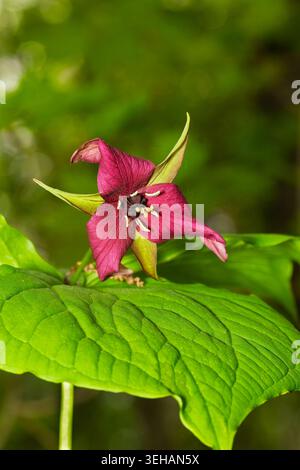 Fioritura del trillio rosso Foto Stock