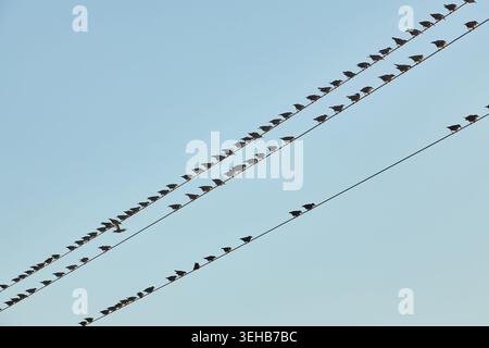 Numerosi uccelli appollaiati su cavi di servizio contro un cielo blu limpido, con pali di legno e cime degli alberi visibili. Foto Stock