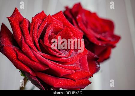 Vista macro delle vivaci rose rosse ricoperte da piccole gocce d'acqua, che mostrano delicati petali, ricca texture e romantica bellezza floreale. con luce naturale. Foto Stock