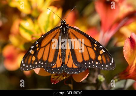 Farfalla monarca appoggiata su un fiore. Elizabeth Gamble Garden, Palo alto, California. Foto Stock