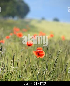 I fiori dei papaveri comuni ondeggiano nel vento Foto Stock