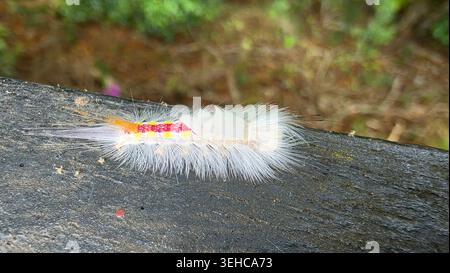 Falena di tussock marchiata bianca caterpillar Orgyia leucostigma strisciante su macro-shot corrimano in legno Foto Stock