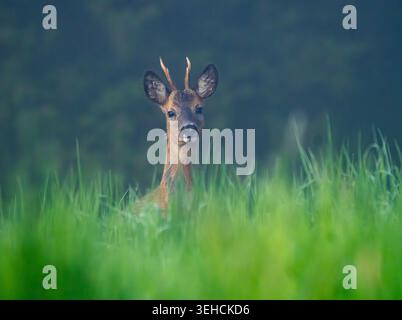 Rehbock im hohen Gras Foto Stock