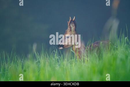 Rehbock im hohen Gras Foto Stock