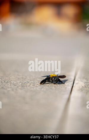 Primo piano di un'ape morta di falegname nero con testa gialla adagiata su una superficie di pietra con morbido sfondo bokeh. Fotografia dettagliata di insetti in Viet Foto Stock