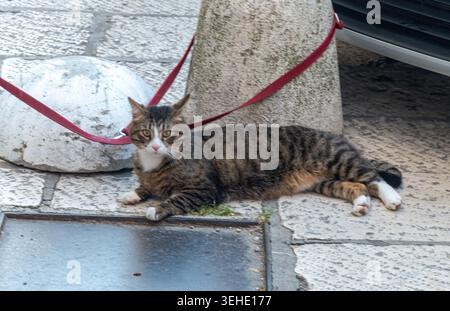 Un gatto domestico che indossa una vivace imbracatura rossa riposa tranquillamente su ciottoli di pietra, aspettando pazientemente in un ambiente urbano. Foto Stock