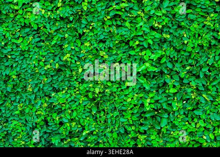 sfondo di foglie verdi di piante Foto Stock