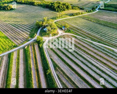 Vista aerea delle piantagioni di vigneti e delle curve strade di campagna che creano motivi geometrici nel paesaggio rurale durante la calda luce del sole serale. Foto Stock