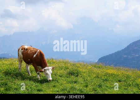 Una mucca marrone e bianca che pascolano su un prato alpino verde con fiori selvatici, adagiata contro le suggestive vette delle montagne e un cielo nuvoloso luminoso. Foto Stock
