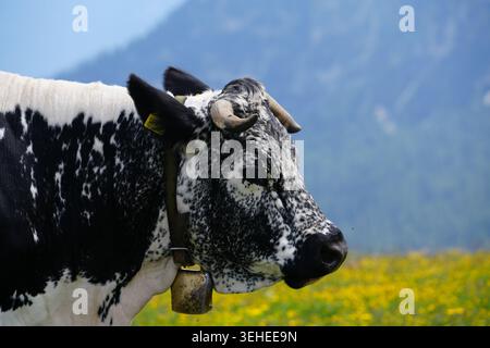 Mucche maculate che pascolano su prati alpini con paesaggio montano Foto Stock